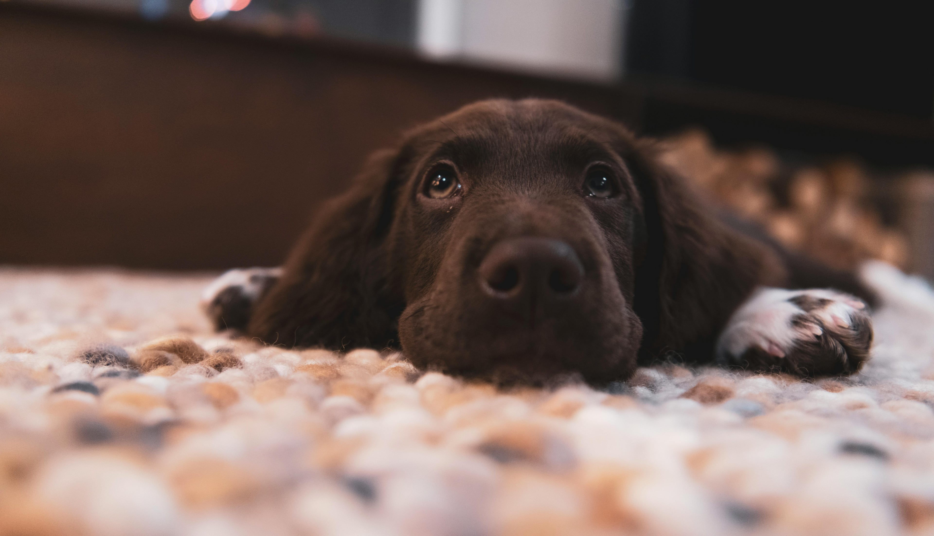 A happy dog eagerly awaiting product recommendations