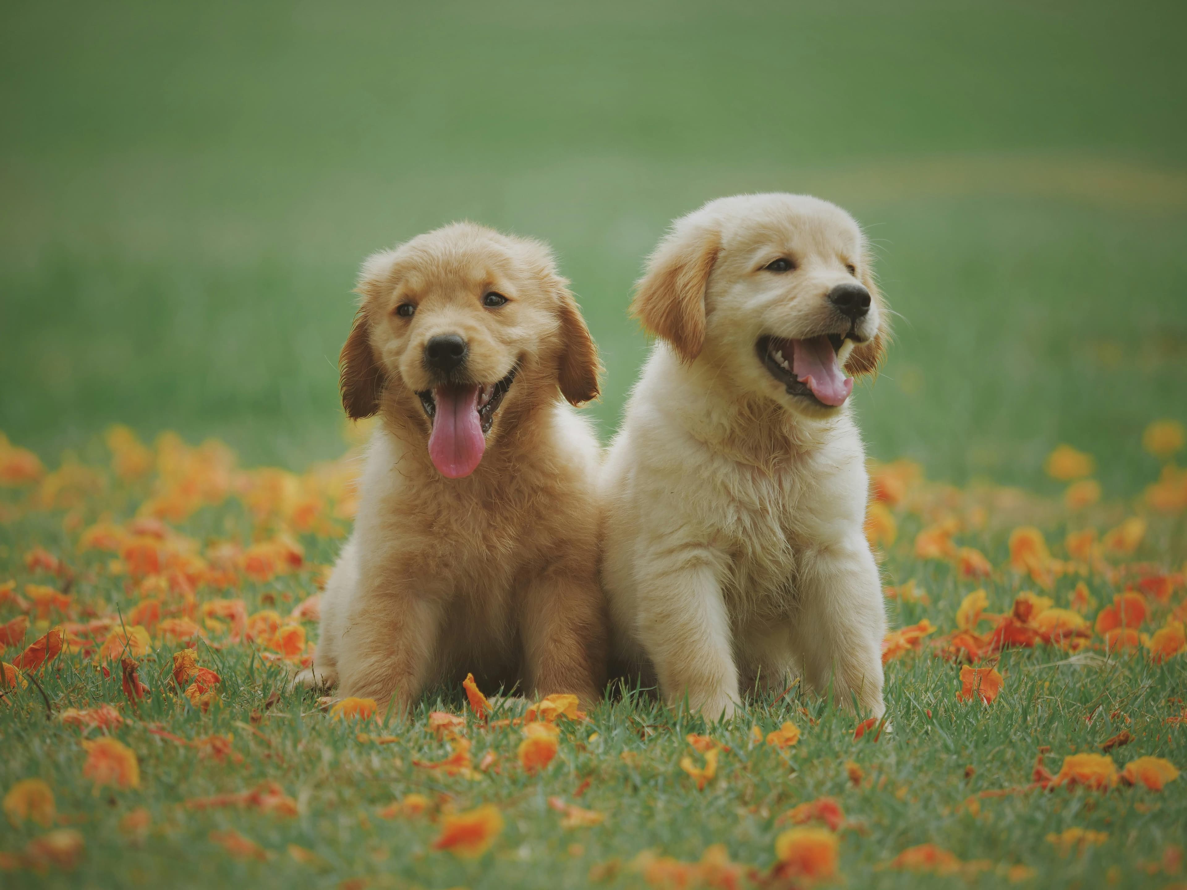 The Best Dog Food for New Puppies